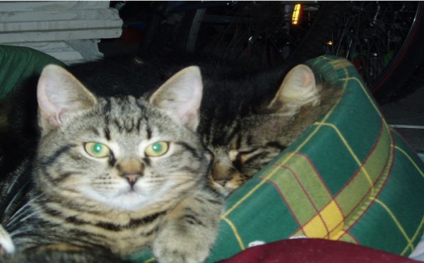 Témoignage : refuge