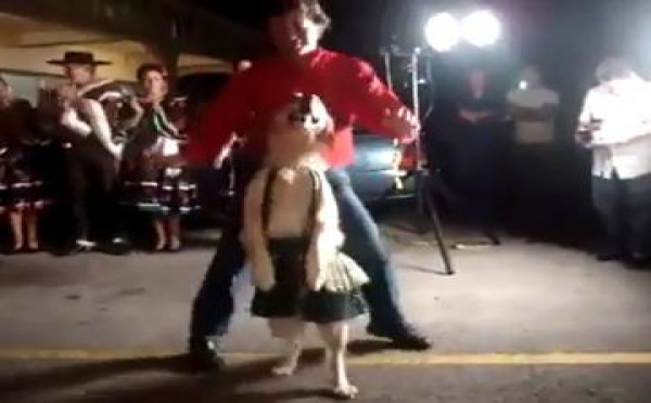 Animaux faisant la fête: chiens dansants