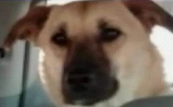 Target, chien héros de la guerre d'Afghanistan, euthanasié par erreur en Arizona