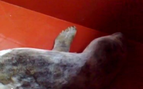 Quelques animaux qui ont marqué 2010