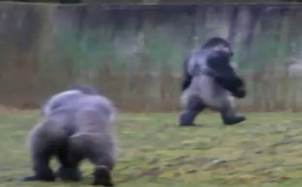 Le gorille qui marche comme les hommes