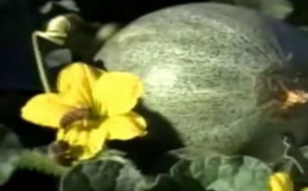 Les abeilles disparaissent, toute l'humanité en subira les conséquences