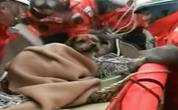 Le chien miraculé du tsunami du Japon
