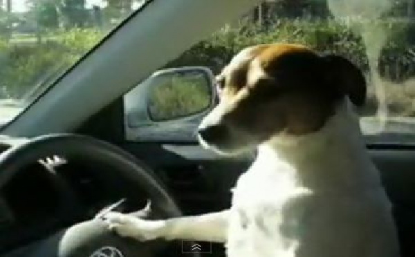 Un chien vole une voiture!