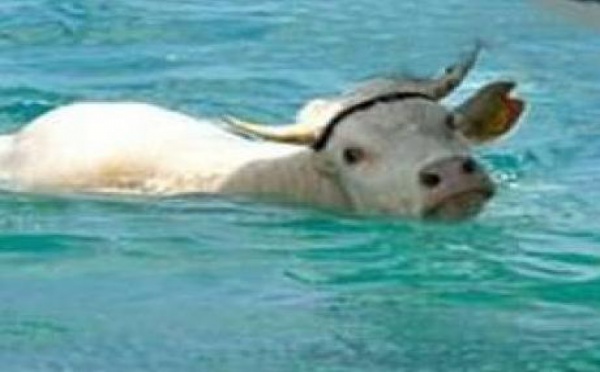 Teresa la vache échappe à l’abattoir grâce à Facebook