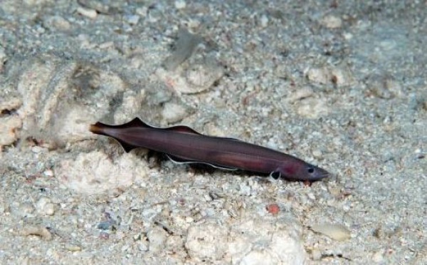 Découverte d'une nouvelle espèce animale, véritable 'fossile vivant'