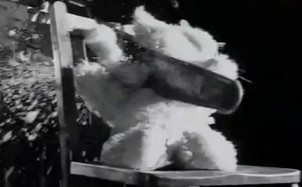 Un fonds pour sauver les éléphants, rhinocéros et autres espèces menacées