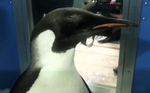 Happy end pour Happy Feet qui retrouve les siens