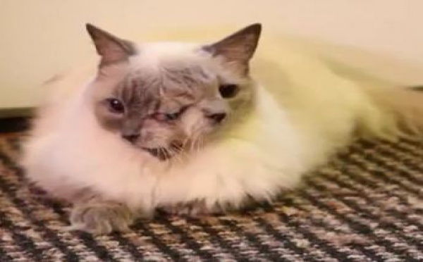 Un chat à deux têtes atteint 12 ans!