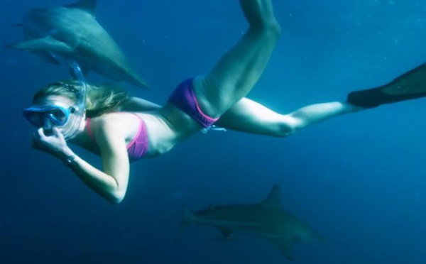 Expérience inédite avec des requins