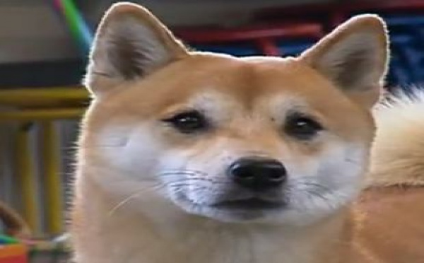 Le chien comme antistress idéal