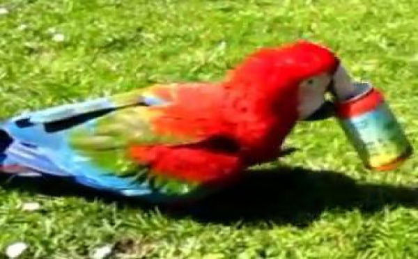 Le Kiki de Marsu, perroquet vedette de cinéma