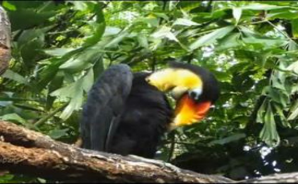 Une forêt tropicale humide pour le zoo de Leipzig