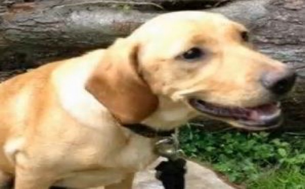 L'opération de la chienne Lycka émeut le web