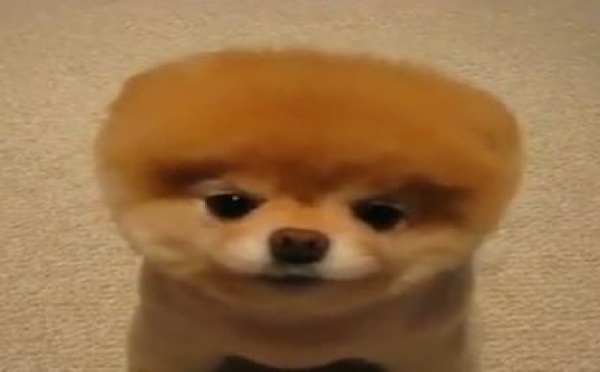 Le chien le plus mignon du monde s'investit pour les enfants malades