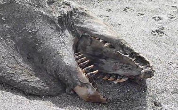 Un étrange monstre marin