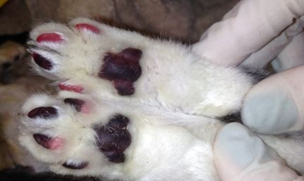 Prison ferme pour avoir tué son chat