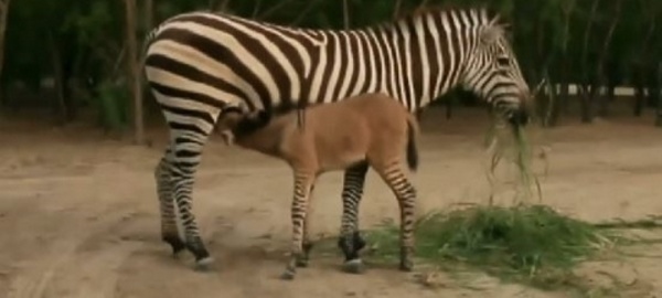 Khumba, le bébé zonkey
