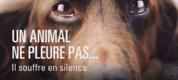 Que faire si vous êtes témoin de maltraitance?