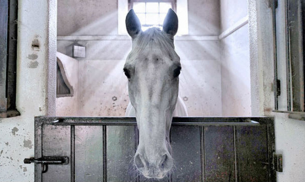 L'image du cheval angélique