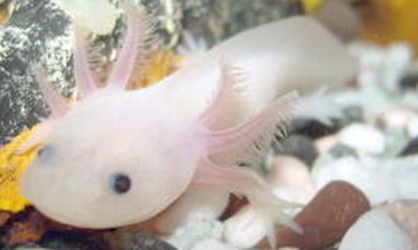 L’Axolotl mexicain, petit monstre aquatique menacé d'extinction