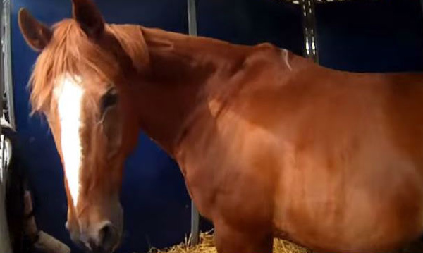 Les 10 meilleures vidéos du Concours Le Cheval, c'est trop génial