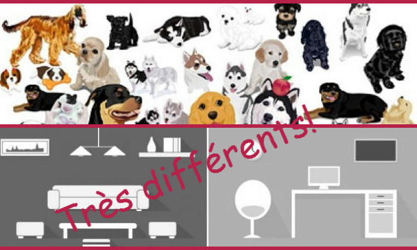 L'animal n'est plus juste un meuble