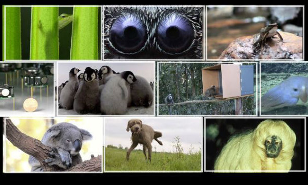 Le top 10 des animaux les plus mignons au monde