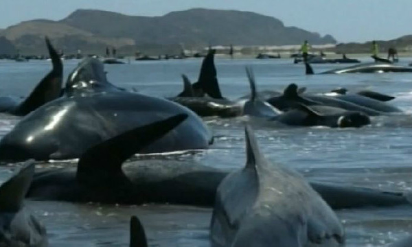 Le fait divers de la semaine 7: 200 baleines échouent en Nouvelle-Zélande