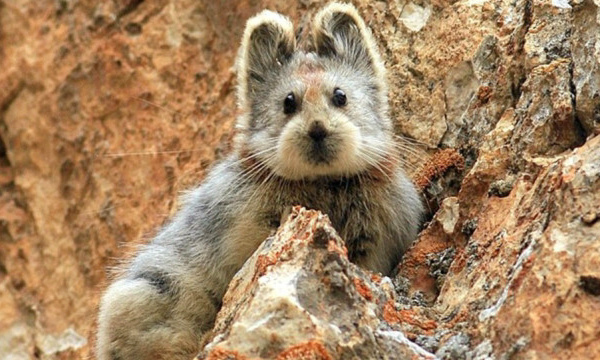 Le fait divers de la semaine 14: L'animal le plus mignon du monde menacé d'extinction
