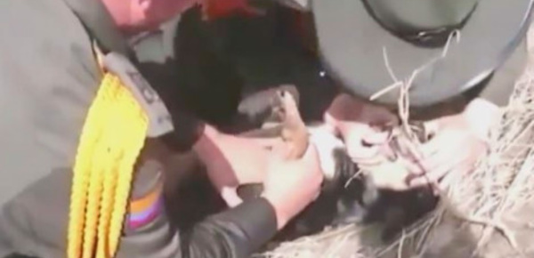 Sauvetage d'un chien emporté par la boue