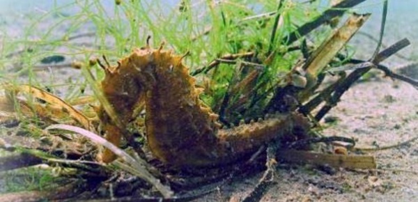 Des hippocampes repeuplent les eaux méditerranéennes