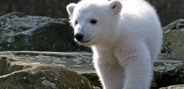 Une mort enfin expliquée