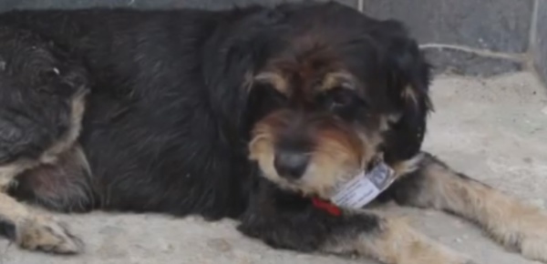 Carte d'identité pour les chiens errants