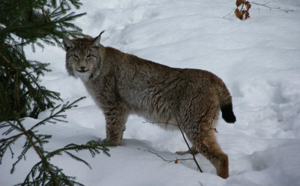 Les lynx reviennent en Allemagne