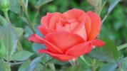 Rose - 3654.mp4