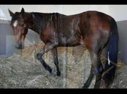 Hippodrome fin 2011.wmv