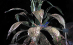Sempervivum Decorum / Aurore Valade