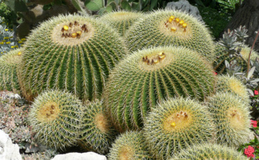 Echinocactus. Photo (c) Jardin exotique de Monaco Echinocactus. Photo (c) Jardin exotique de Monaco