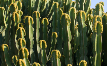 Euphorbia. Photo (c) Jardin exotique de Monaco