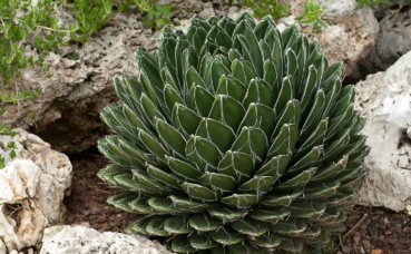 Agave. Photo (c) Jardin exotique de Monaco Agave. Photo (c) Jardin exotique de Monaco