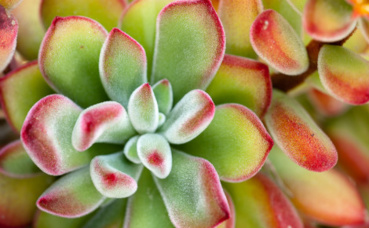 Echeveria. Photo (c) Jardin exotique de Monaco Echeveria. Photo (c) Jardin exotique de Monaco