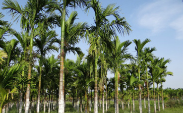 Illustration. Image du domaine public. Illustration. Image du domaine public.