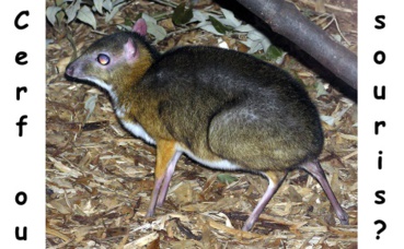 Cerf souris. Photo originale (c) Adrian Pingstone Cerf souris. Photo originale (c) Adrian Pingstone