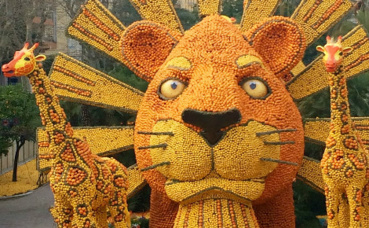 Le roi lion en agrumes. Photo: Pauline Maheu-César Le roi lion en agrumes. Photo: Pauline Maheu-César