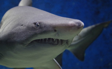 Illustration. Photo libre de droit. Illustration. Photo libre de droit.