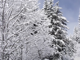 Les enfants de Moulinet