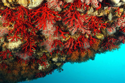 Photo (c) Roland Graille Photo (c) Roland Graille