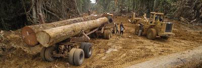 GREENPEACE: Monsieur Sarkozy, les forêts tropicales ne sont pas une « matière première » comme les autres!