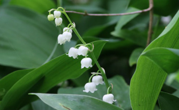 Muguet. Image du domaine public. Muguet. Image du domaine public.